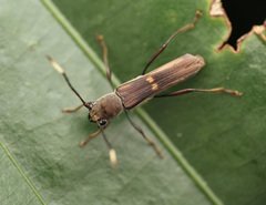 Thranius bimaculatus