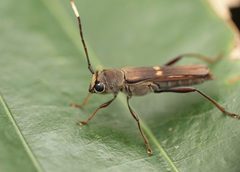Thranius bimaculatus