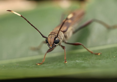 Thranius bimaculatus