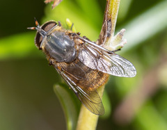 Myioscaptia calliphora