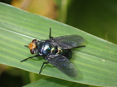 Ameniinae