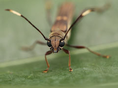 Thranius bimaculatus