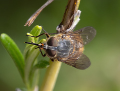 Myioscaptia calliphora