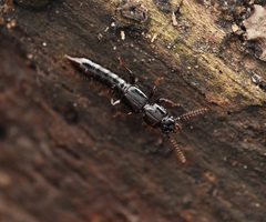 Osoriinae