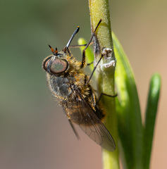 Myioscaptia calliphora