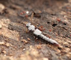 Osoriinae