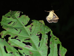Scobura