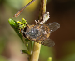 Myioscaptia calliphora