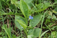 Omphalodes verna