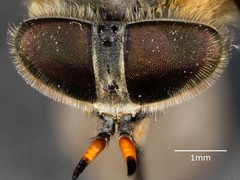 Myioscaptia calliphora