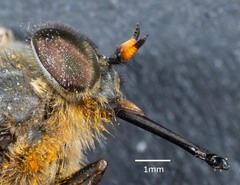 Myioscaptia calliphora