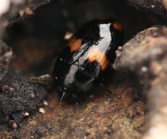 Platydema unicornis