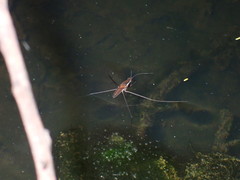 Limnometra