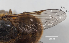 Myioscaptia calliphora