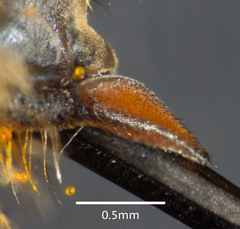 Myioscaptia calliphora