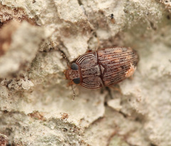 Propalticus