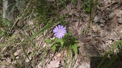 Anemonoides apennina