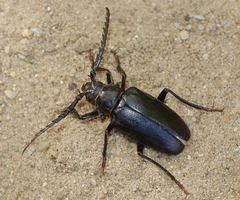 Prionus angustatus