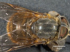 Myioscaptia calliphora