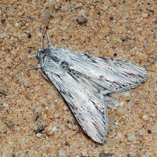 Cucullia naruenensis