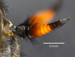 Myioscaptia calliphora