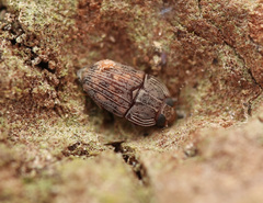 Propalticus