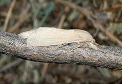 Phragmacossia albida