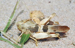 Pyrgodera armata