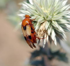 Macrosiagon bimaculata