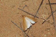 Schoenobius gigantella