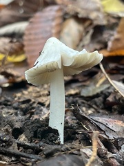 Agaricales
