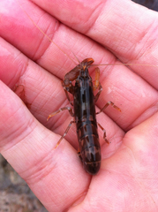 Alpheus novaezealandiae