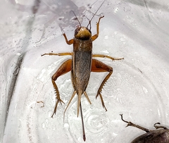 Teleogryllus derelictus