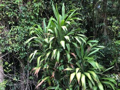 Cordyline petiolaris