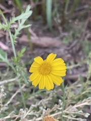 Glebionis coronaria