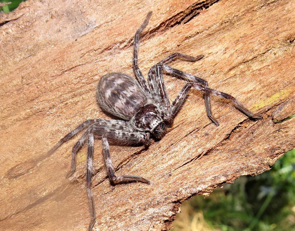 Eastern Banded Huntsman