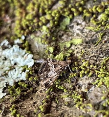 Usingeriessa onyxalis