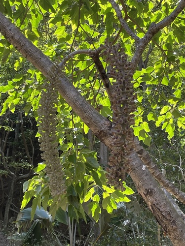 Polyscias racemosa observed 2021-10-12