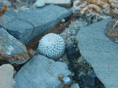 Epithelantha bokei