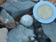 Epithelantha bokei