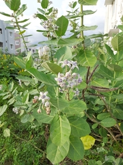 Calotropis gigantea