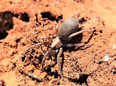 Encoptarthria