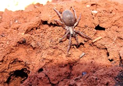 Encoptarthria