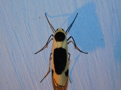 Thysanoptyx