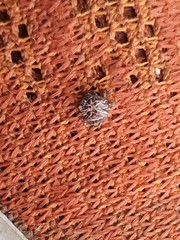 Amblyomma cajennense