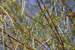 Acacia eriopoda
