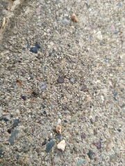 Amblyomma cajennense