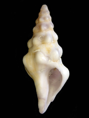 Image of Nodolatirus nodatus