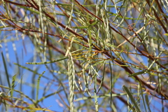 Acacia eriopoda