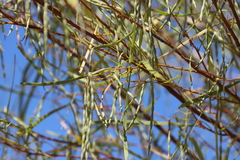 Acacia eriopoda